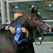 Anivia Equine's photo