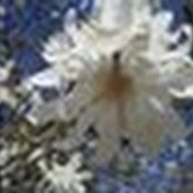 Roopa Vittal's photo
