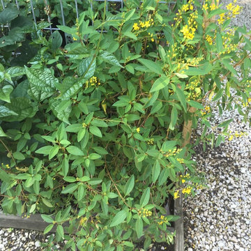 Houston Plants and Gardens