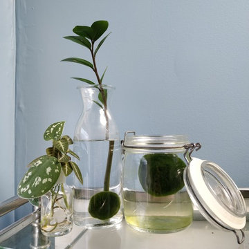 Marimo Balls