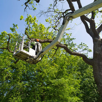 The Importance Of Hiring An Arborist For Your Tree Care