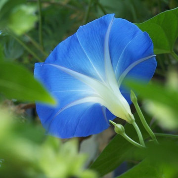 Ipomoea 'Heavenly Blue'