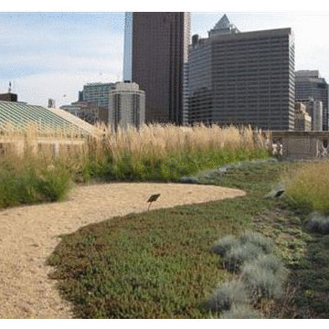 Intensive Green Roofs