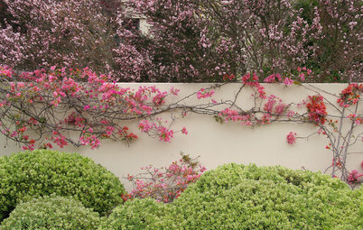 The Art of the Espalier