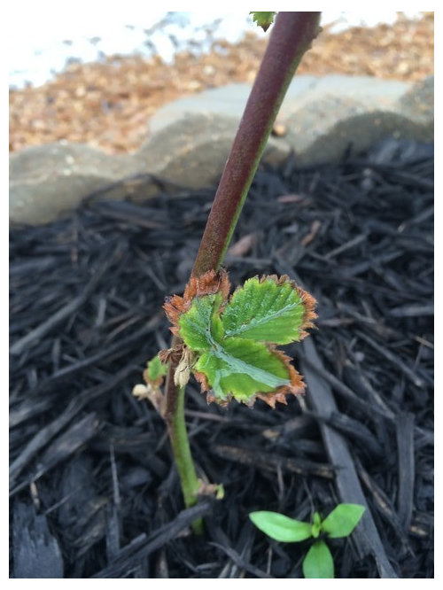 Browning on blackberry leaf edges