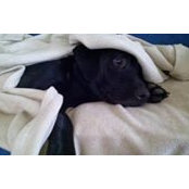 Amy Williams's photo
