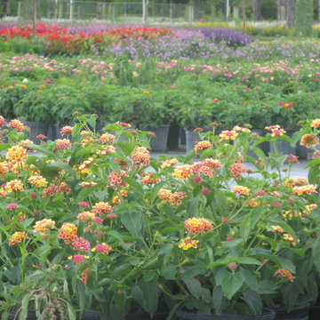 Individual Plant Photos # 1:Customer Aid  (Not complete- hundreds will be here)
