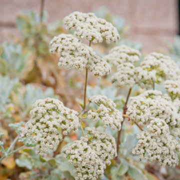 Saint Catherine's Lace