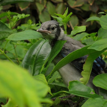 Certified Wildlife Habitat