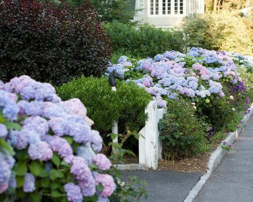 Hydrangea Front Garden | Houzz