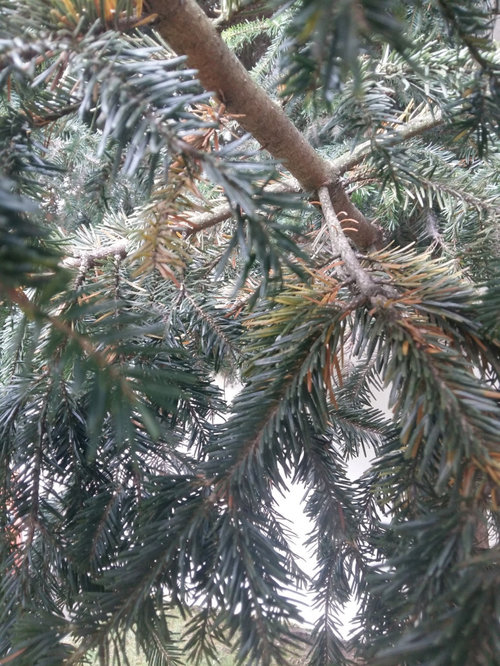 Dying yews, second year ( +fir trees