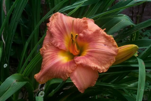 Friday Flowers