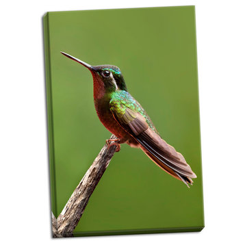Fine Art Photograph, Hummingbird II, Hand-Stretched Canvas