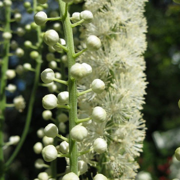 Actaea Racemosa