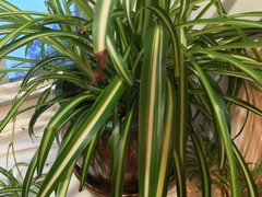 Brown tips on spider plant | Houzz Forum