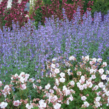 Plant Combinations