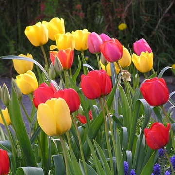 Tulipe