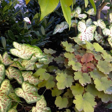 Shade Annuals