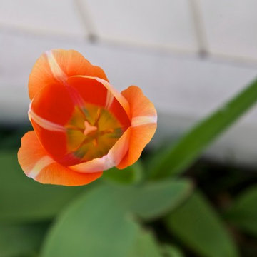 Daily Moments in the Garden