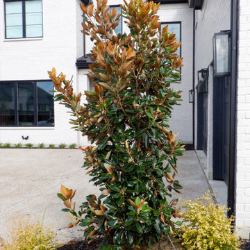 Flowering Trees & Shrubs