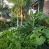 A Gardener's Guide to Subtropical Climates