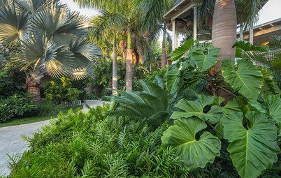 10 Great Shade-Loving Plants for Subtropical Gardens