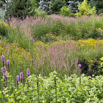 Front garden, July, 2022.