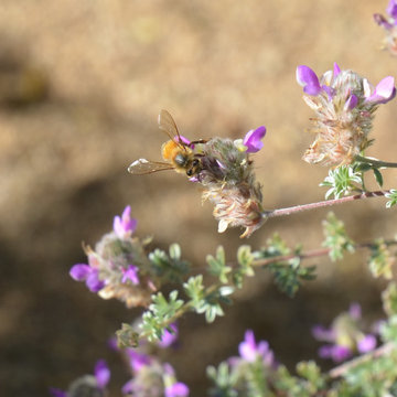 Southwestern Plants