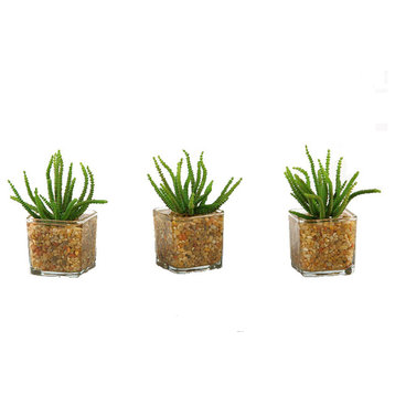 Set of 3 Worm Succulent in Glass Cube