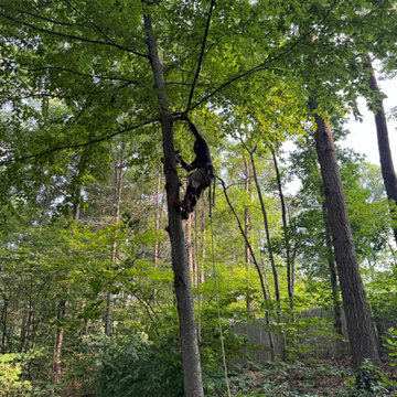 Professional Tree Climbing, Trimming, and Removal Work
