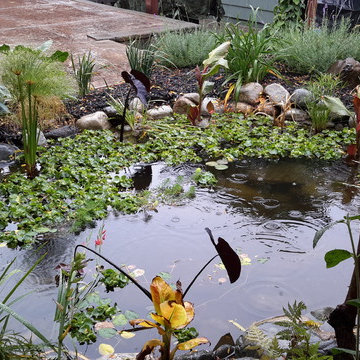 Water Features & Ponds