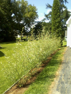willow bush prune