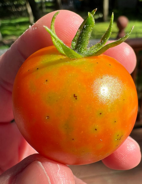 What are these black specs on my tomatoes?