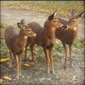 Dee Fauser's photo