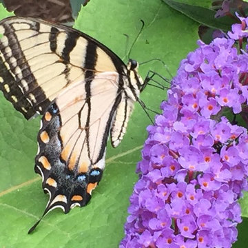 Cut Flowers and Perennial Gardens