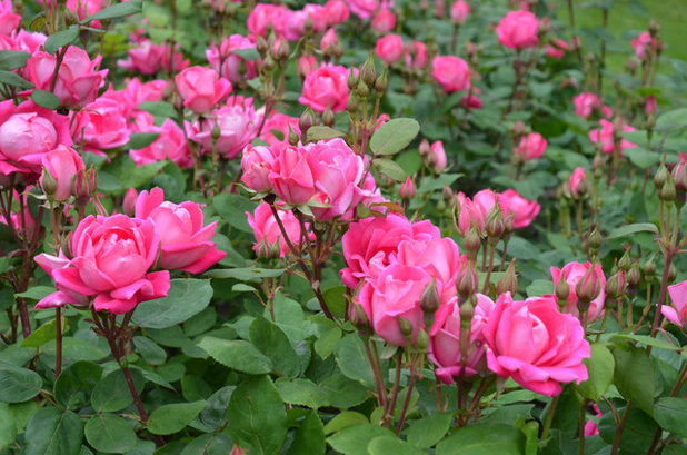 by Noelle Johnson Landscape Consulting