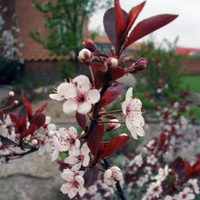 plantings
