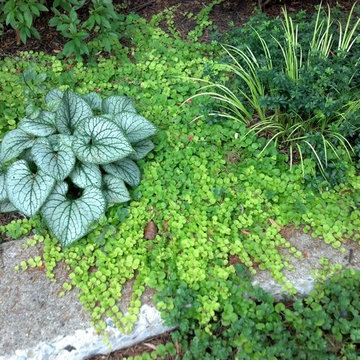 Small Urban Garden