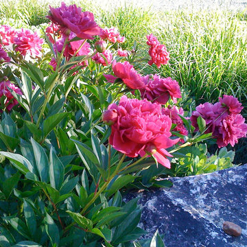 Green Springs:  Growing a New Old Garden