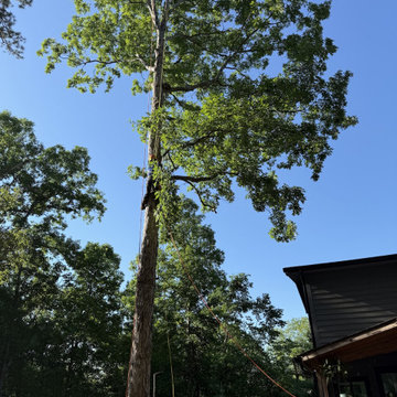 Professional Tree Cutting