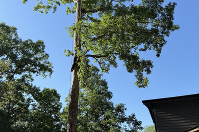 Professional Tree Cutting