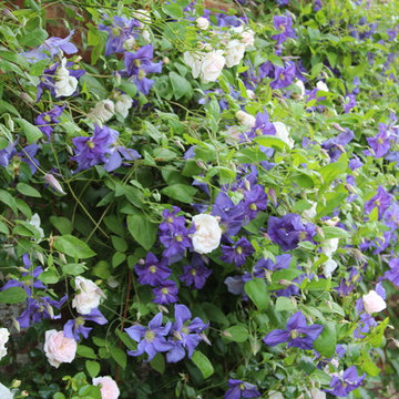 PLANT ASSOCIATIONS: Trees and Shrubs