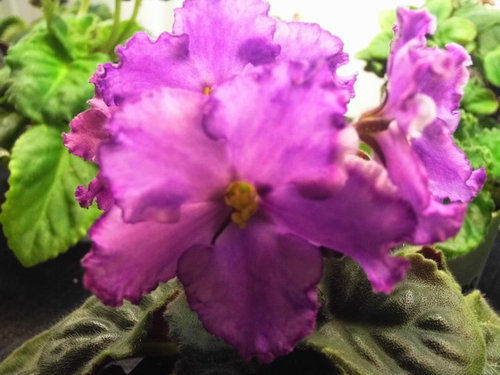 African violet Rebel's Night Breezes  live plant in pot