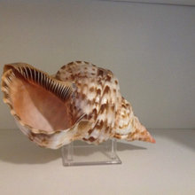 Shells