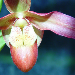 Orchids - Home Decor