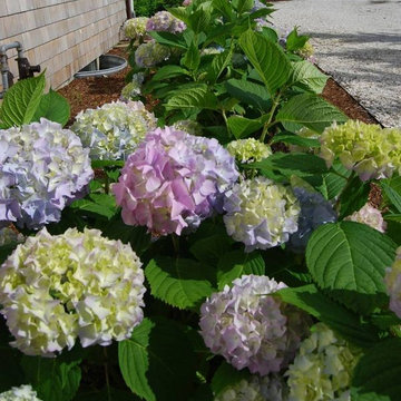 Hydrangea Festival Contest