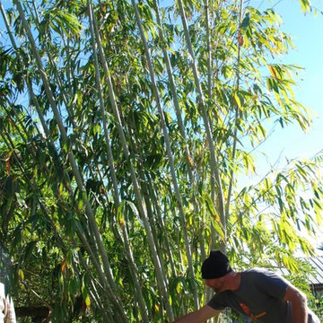 Bamboo Retreat