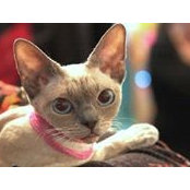Ирина Спирина's photo