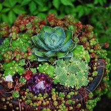 Plants