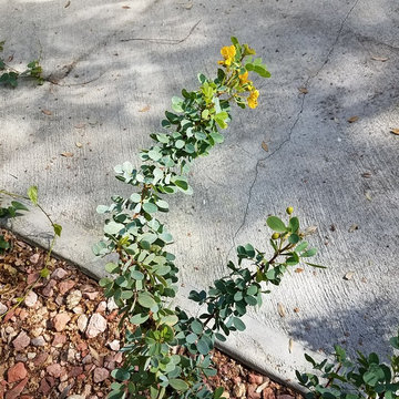 Northeast LA Hillside Home Landscape